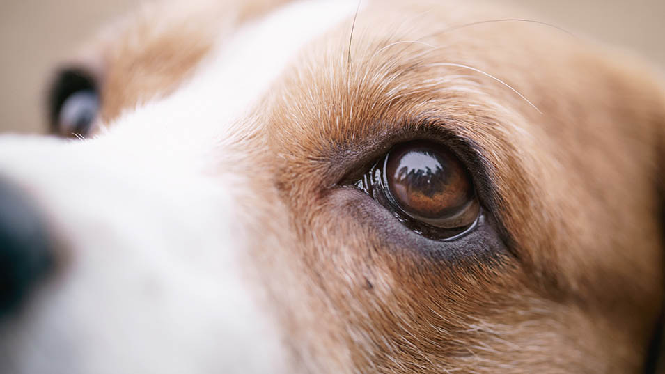 Können Hunde grüne Augen haben?