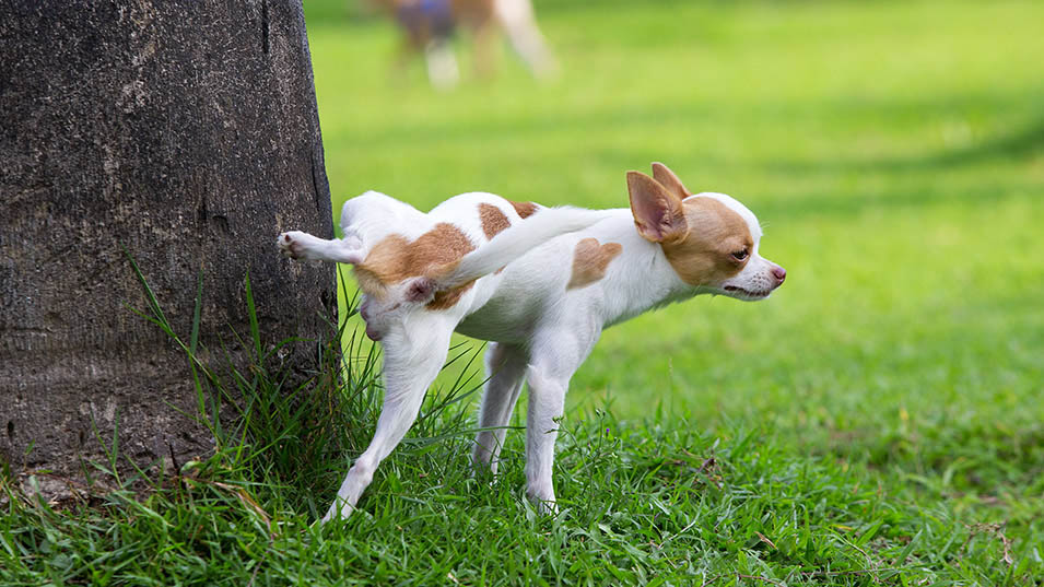 Samlet Resonate Udstyre Blasenentzündung - Tierklinik St. Pölten